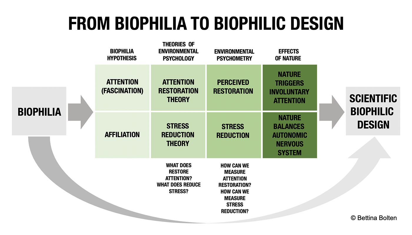 Chart on the scientific and interdisciplinary approach of biophilic design, by Bettina Bolten