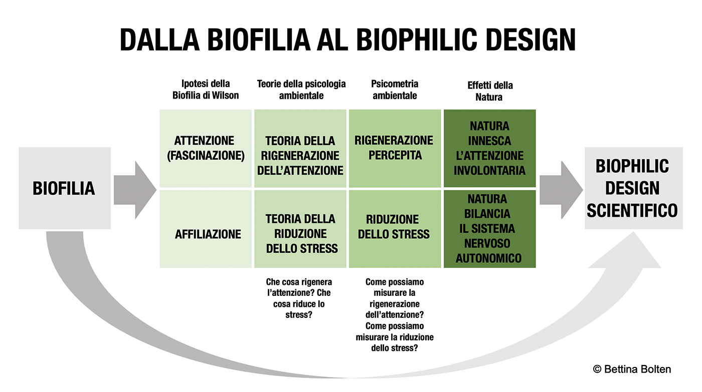 Grafico sull’approccio scientifico e interdisciplinare del bilphilic design, a cura di Bettina Bolten