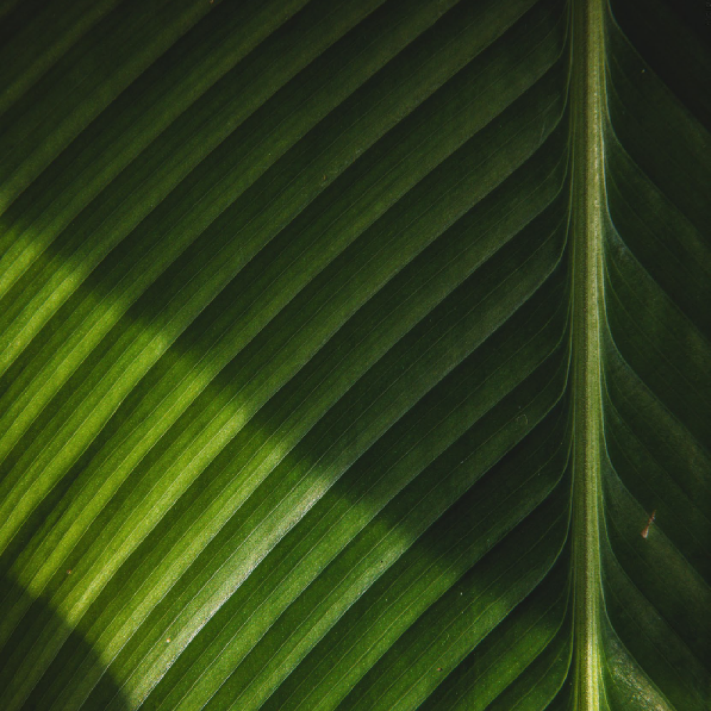 A detail of a leaf