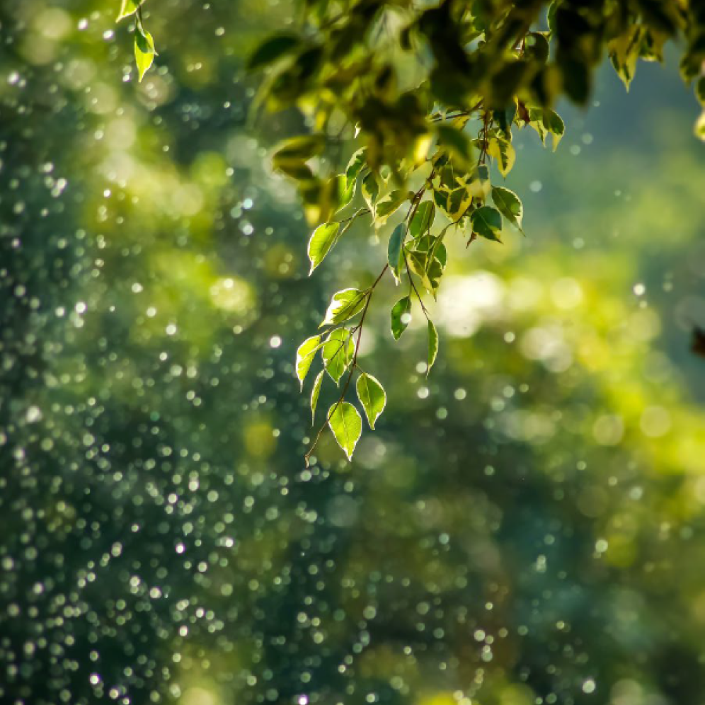 An image of a tree branch